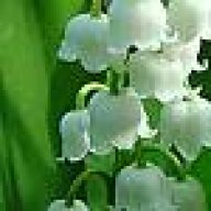 mugeorc